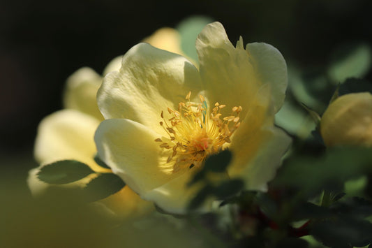 Placing Desert Rose for Feng Shui Success