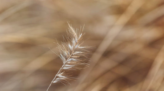 The Power of Discomfort: A Taoist Guide to Personal Growth