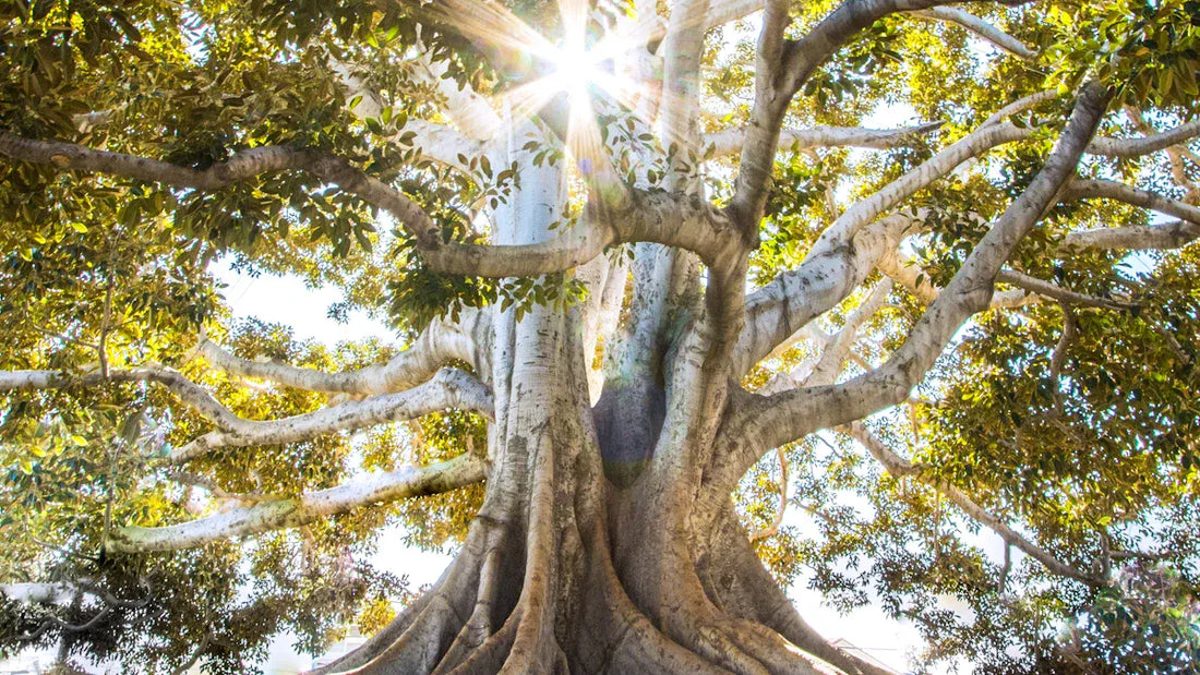 Death as a Transformation: Finding Peace in Taoist Philosophy