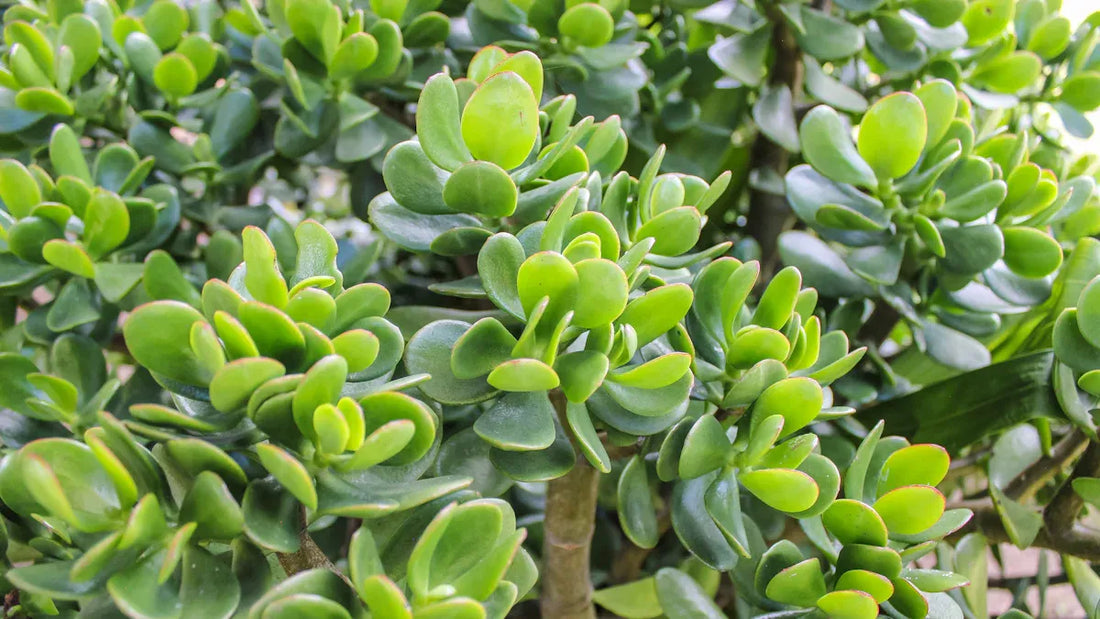 Best Feng Shui Money Plants for Wealth, Prosperity, and Good Luck