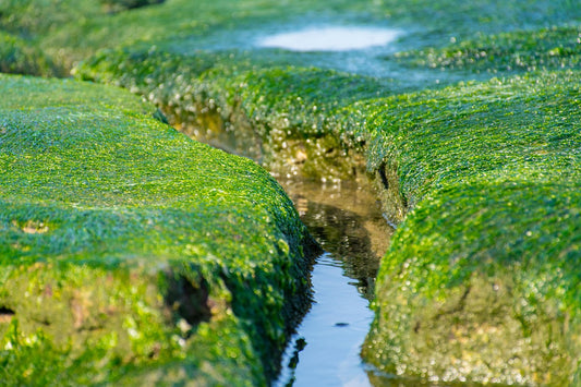 Yin and Yang Decoded: The True Meaning Behind the Symbol