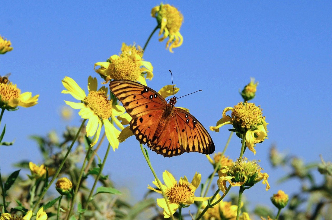 7 Essential Taoist Symbols & Their Hidden Powers