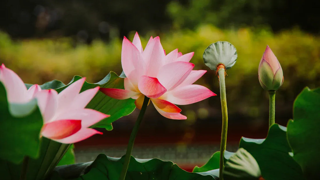 Taoism’s Approach to Anxiety Through Wu Wei