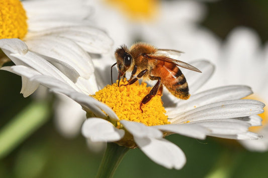 The Evolution of Women's Roles in Taoism 