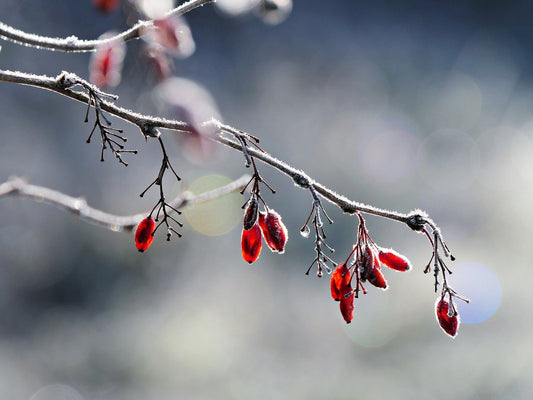 Taoist Afterlife: What Happens When We Die?