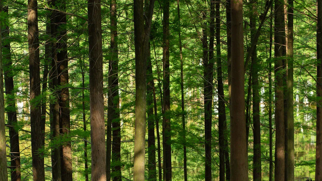 Lessons on mindfulness from Zhuangzi’s writings