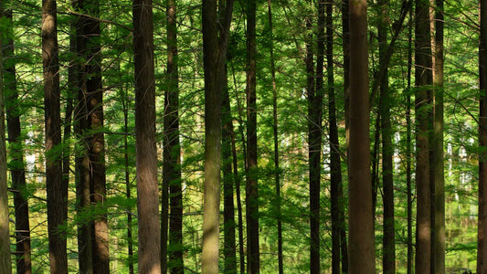 Lessons on mindfulness from Zhuangzi’s writings