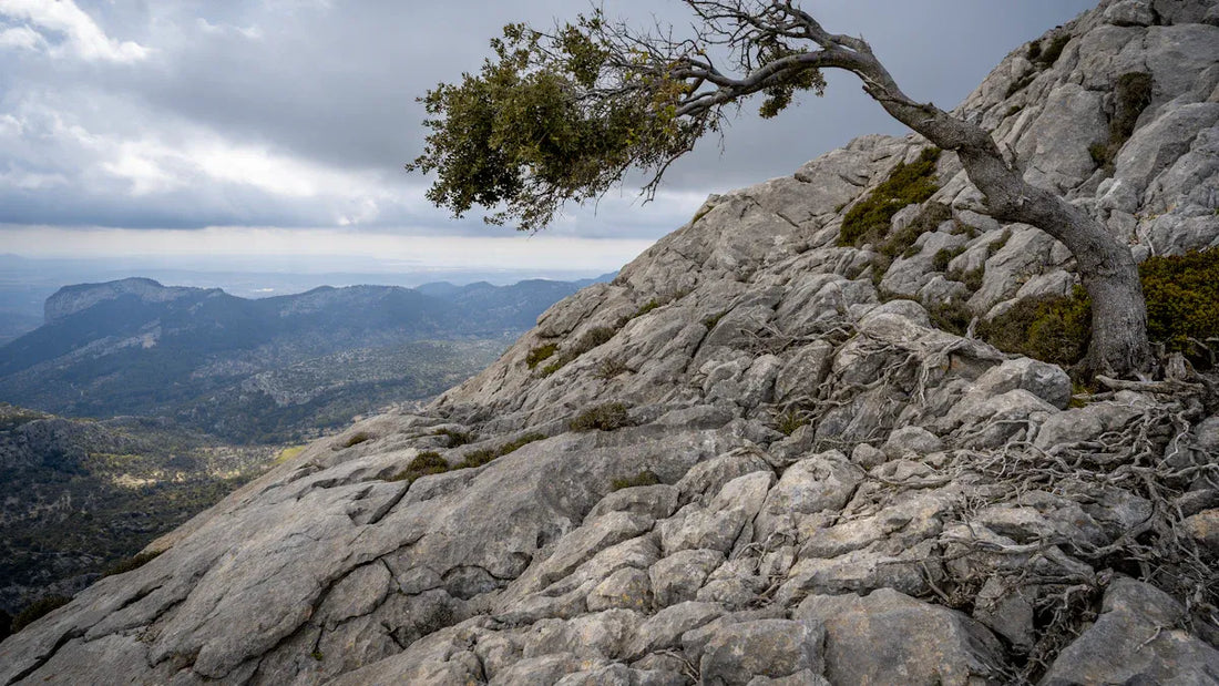 Mastering Life’s Challenges with the Taoist Art of Yielding