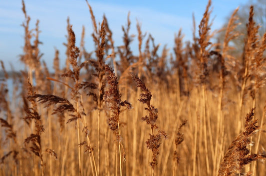 ADHD Meditation: A Taoist Approach to a Restless Mind