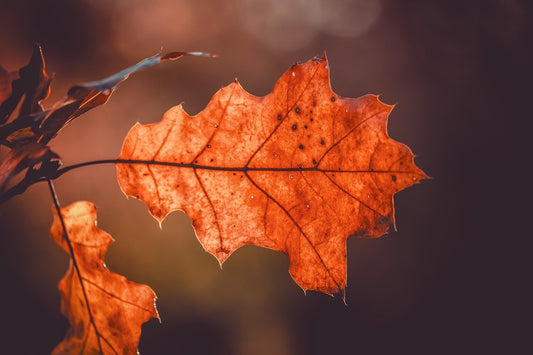 Finding Stillness in Chaos: Taoist Meditation Techniques