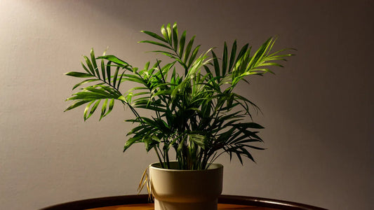 Best Feng Shui Plants for a Harmonious Home