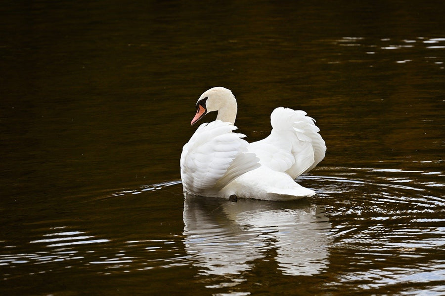 The Meaning and Spiritual Power of "Lord of Heaven" in Taoism