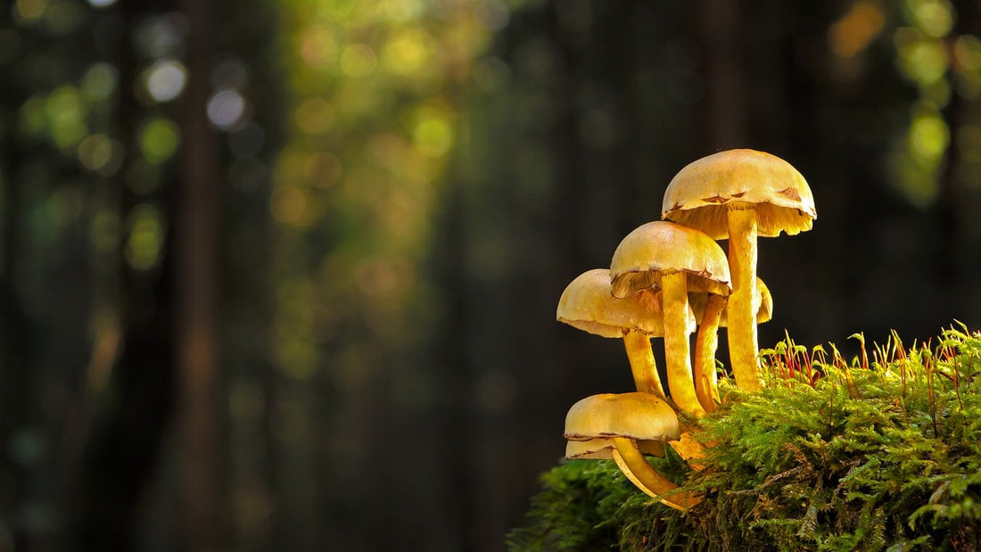 Taoist talismanic script and its unique magic revealed – Taoism & Manifest