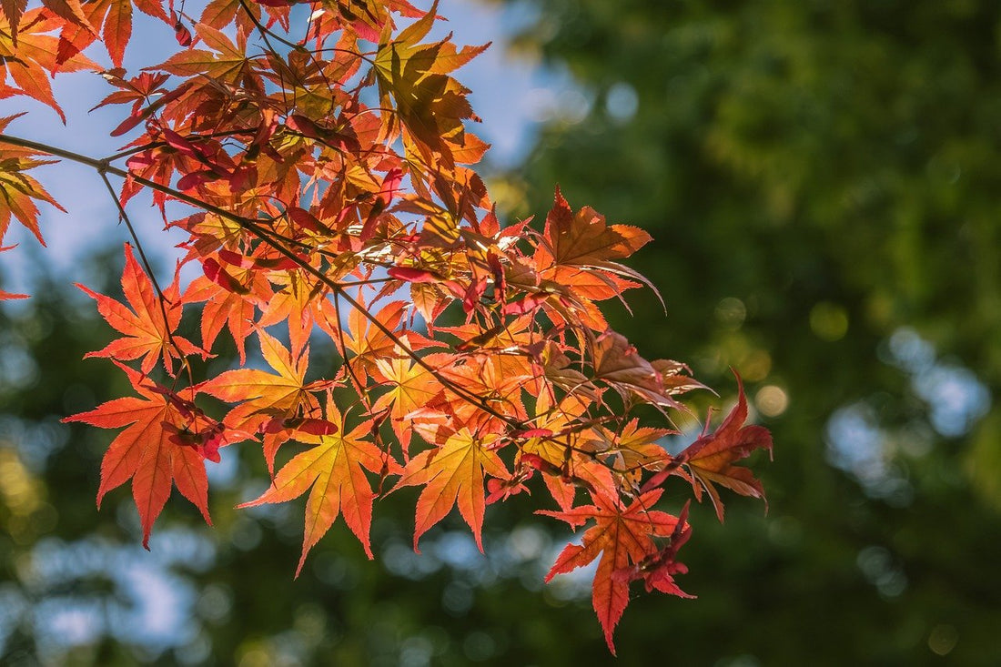 Yin and Yang in Daily Life: Taoist Teachings for Balance at Work and Home