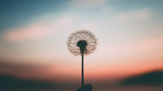 Death as a Transformation: Finding Peace in Taoist Philosophy