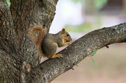 Knowledge vs. Wisdom: The Core Taoist Distinction That Will Change Your Life