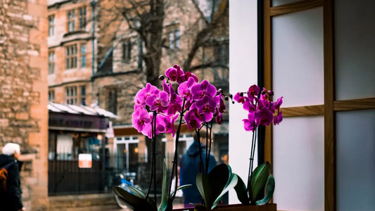2025 Feng Shui Trends and Insights