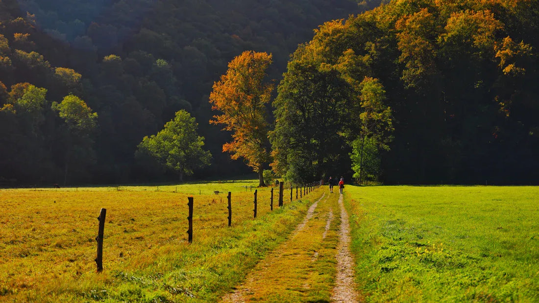 Minimalist Living Through the Lens of Taoism