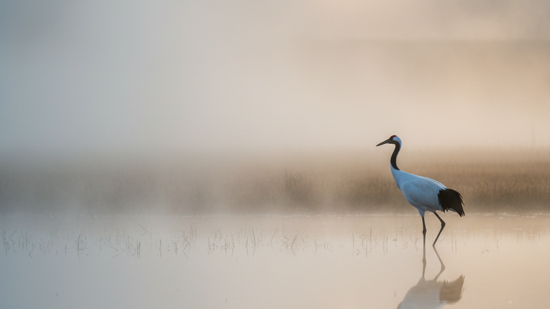 Crane Symbolism in Taoism: Longevity and Immortality