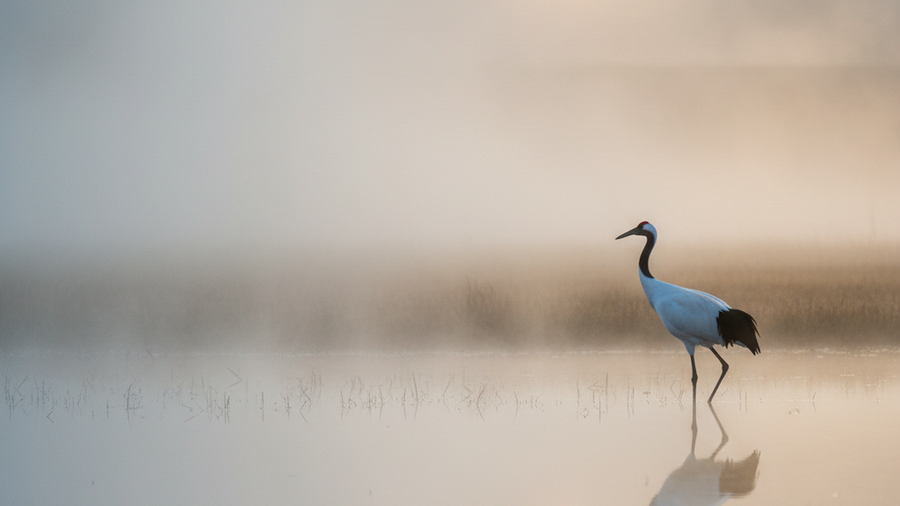Crane Symbolism in Taoism: Longevity and Immortality