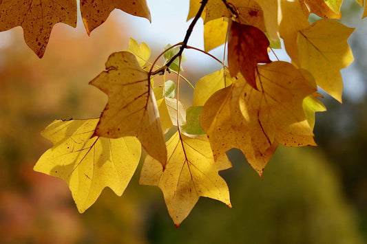 Applying Wu Wei to a Mentally Busy Life