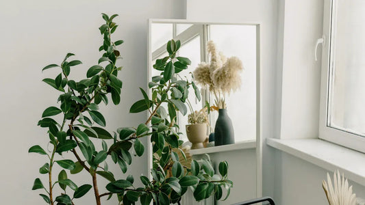 How to Place a Desert Rose in Your Home for Optimal Feng Shui