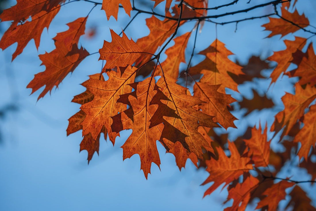 Breathwork techniques for energy and relaxation