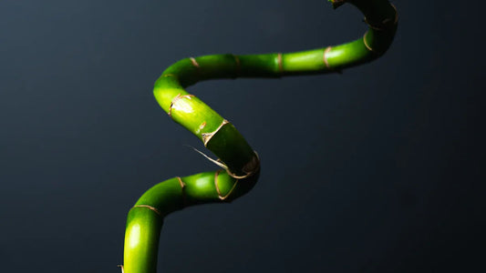 What Is the Symbolism of Lucky Bamboo in Feng Shui