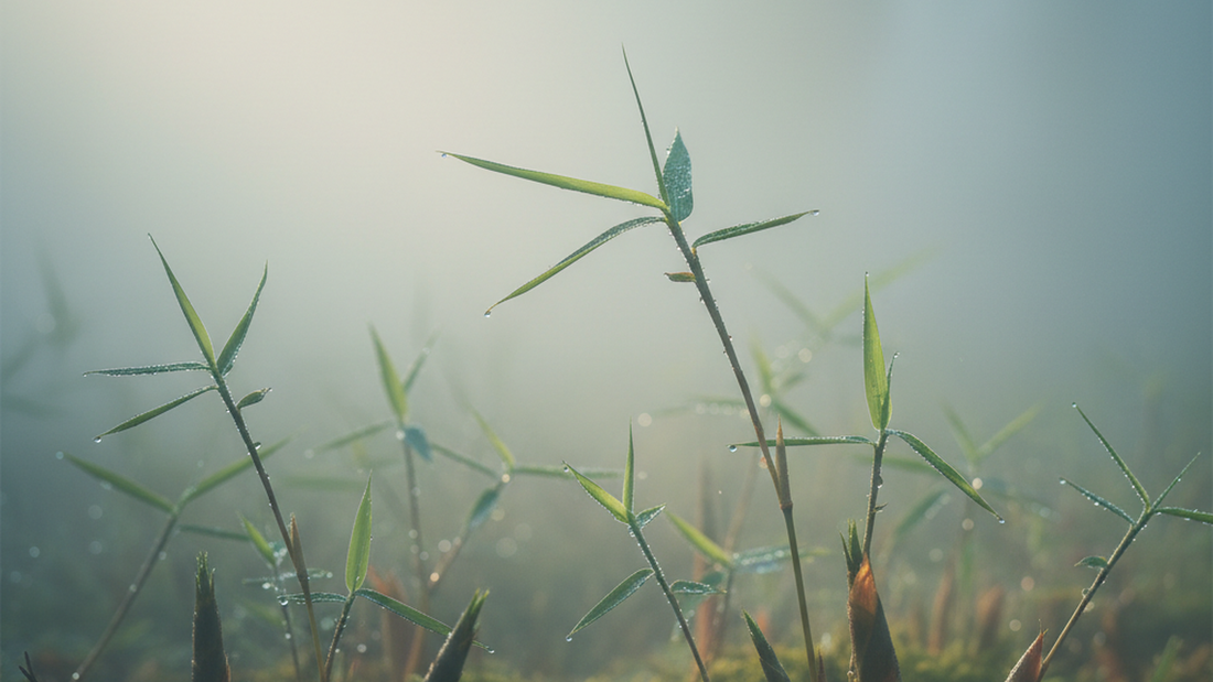 Taoist Spring Practices: Wood Element Rituals for Renewal