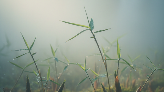 Taoist Spring Practices: Wood Element Rituals for Renewal